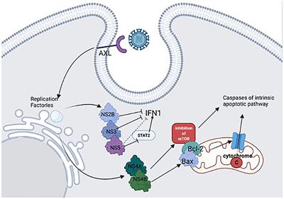 ZIKV Teratogenesis: Clinical Findings in Humans, Mechanisms and Experimental Models